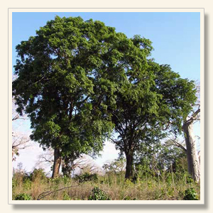 Mpingo Trees (African Blackwood)